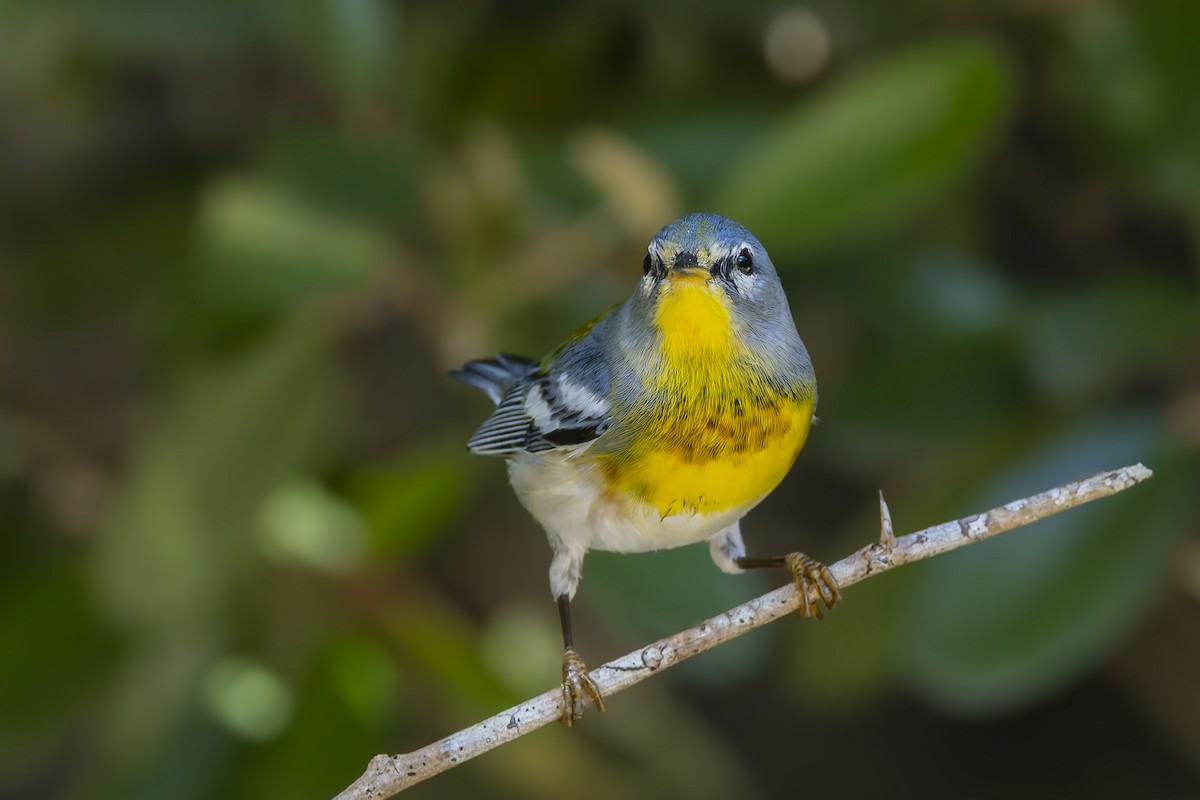 Очковая древесница - ML645961754