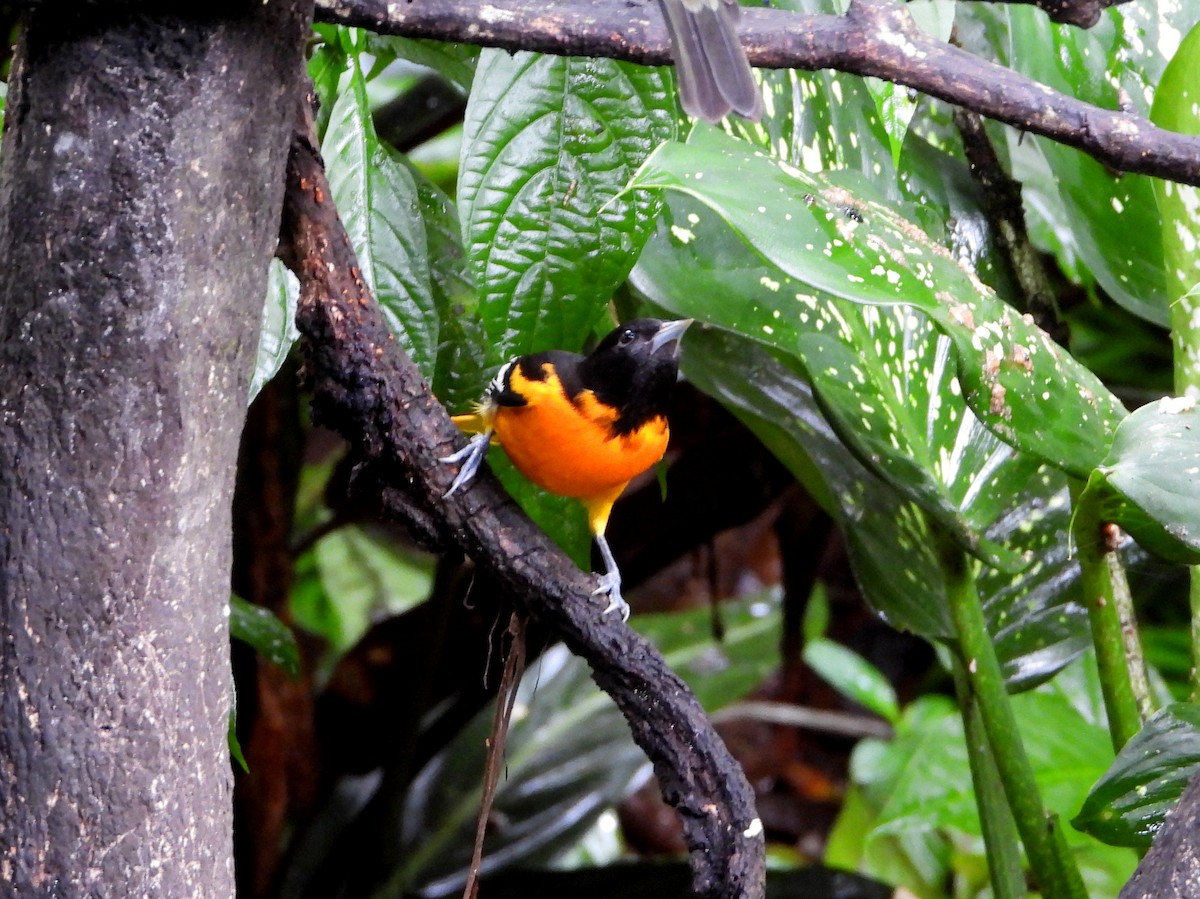 Балтиморский трупиал - ML645961755