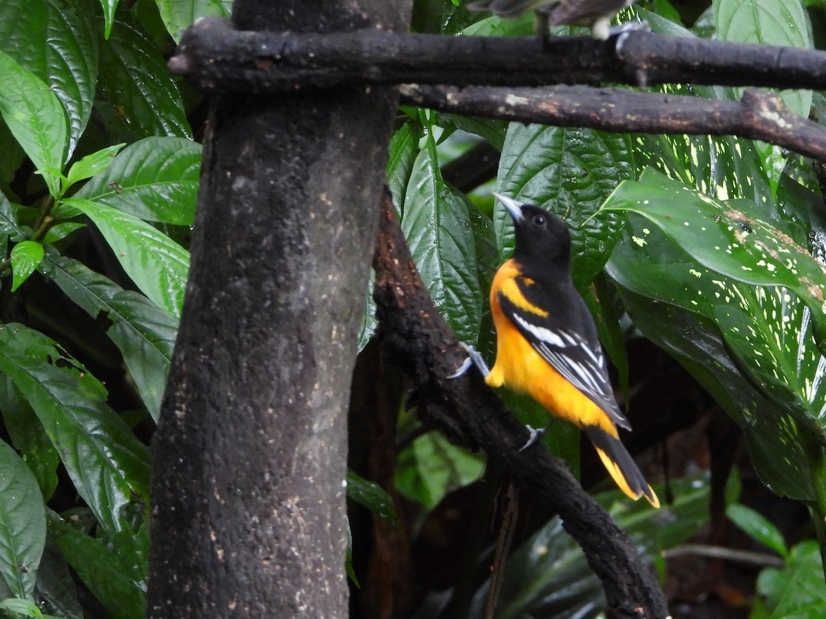 Балтиморский трупиал - ML645961756