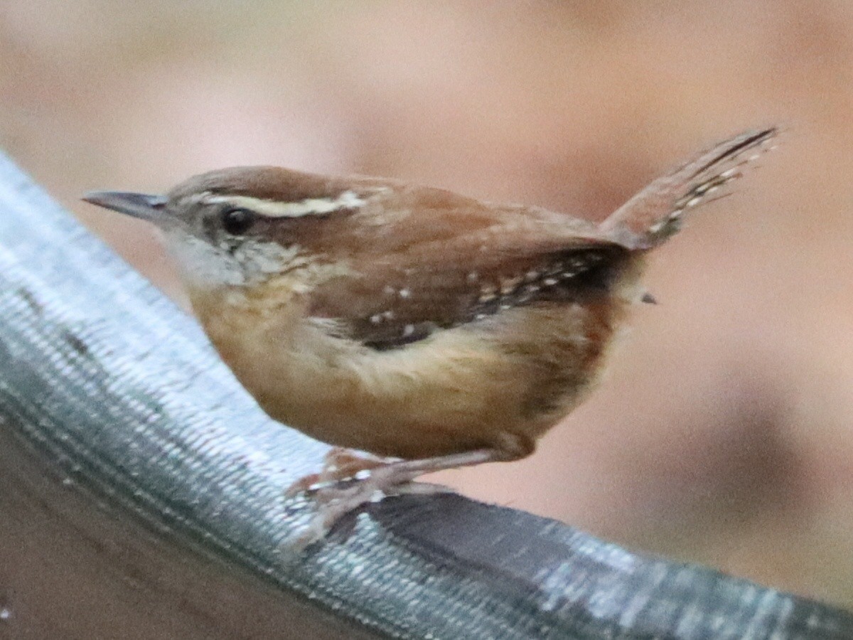 Каролинский крапивник - ML645961757