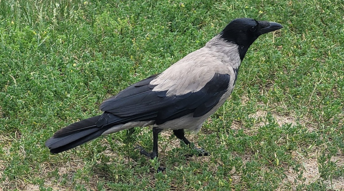 Серая ворона - ML645961758