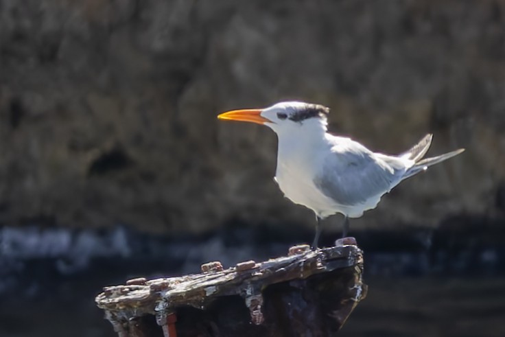 Royal Tern - ML645961763