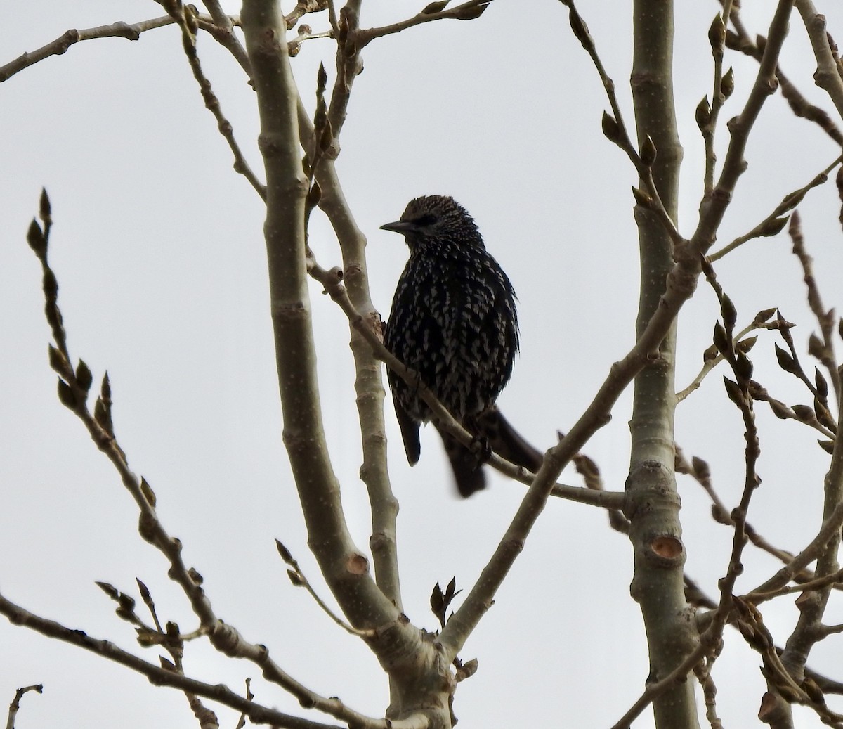 European Starling - ML645961765