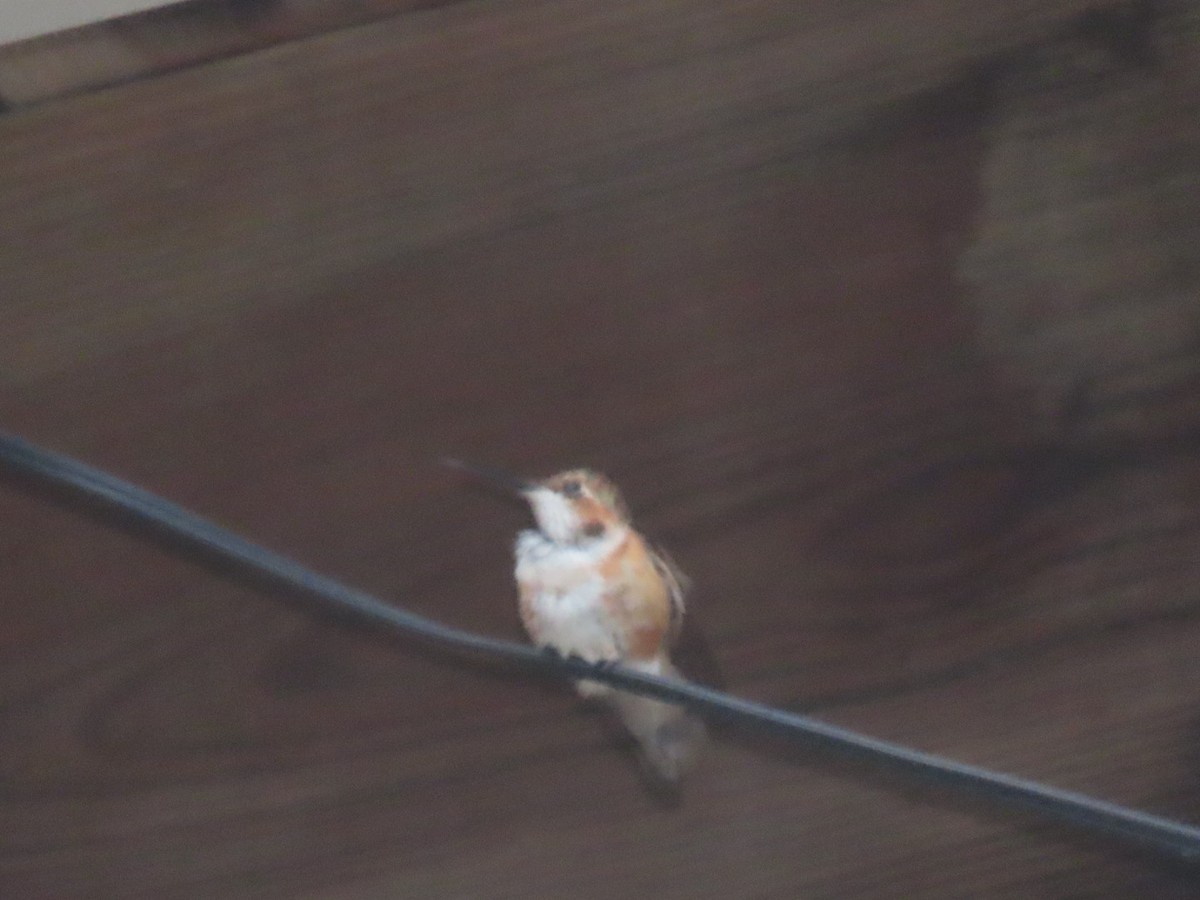 Rufous Hummingbird - ML645961791