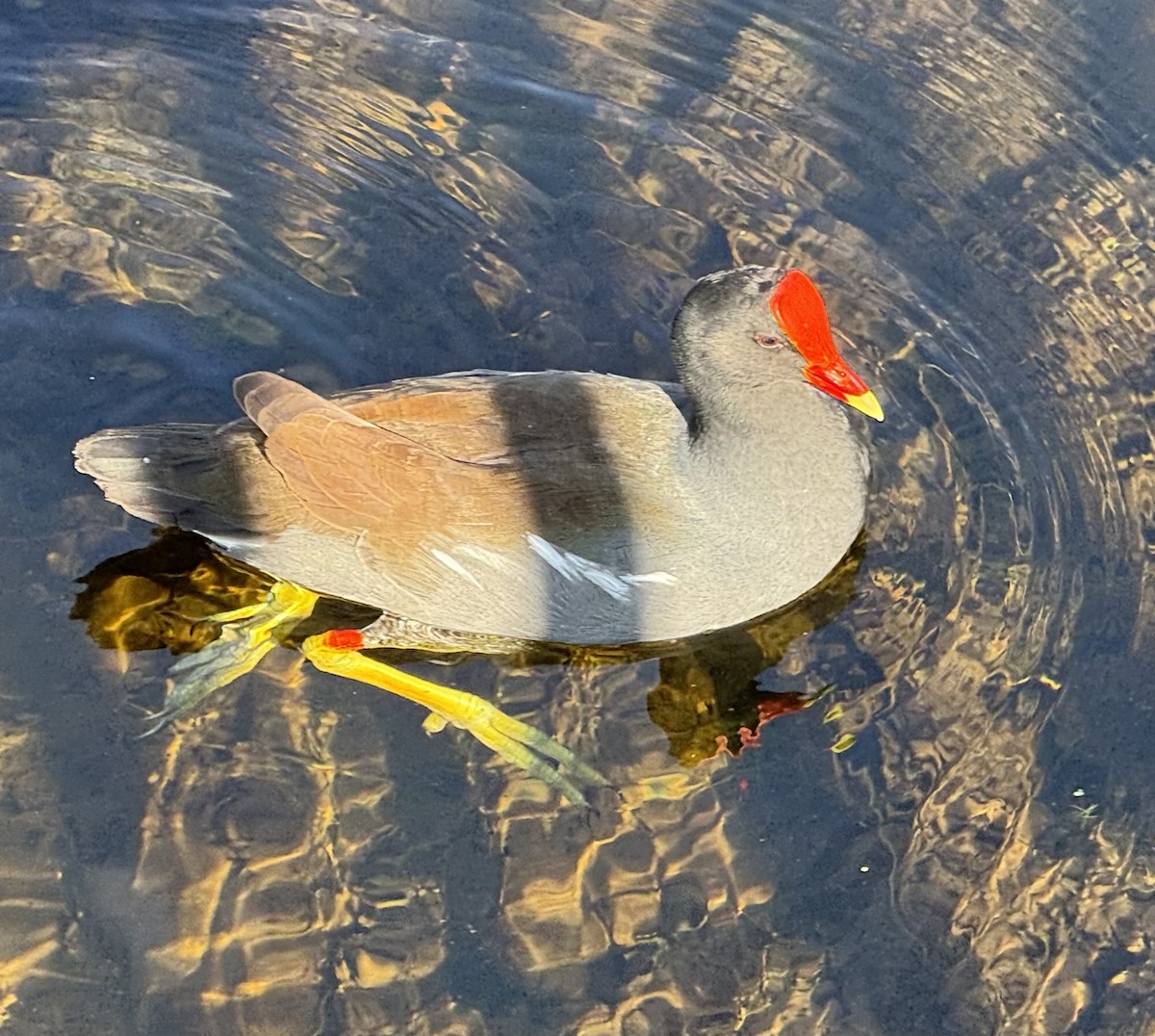 slípka americká - ML645961794