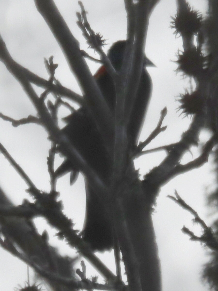 Red-winged Blackbird - ML645961803