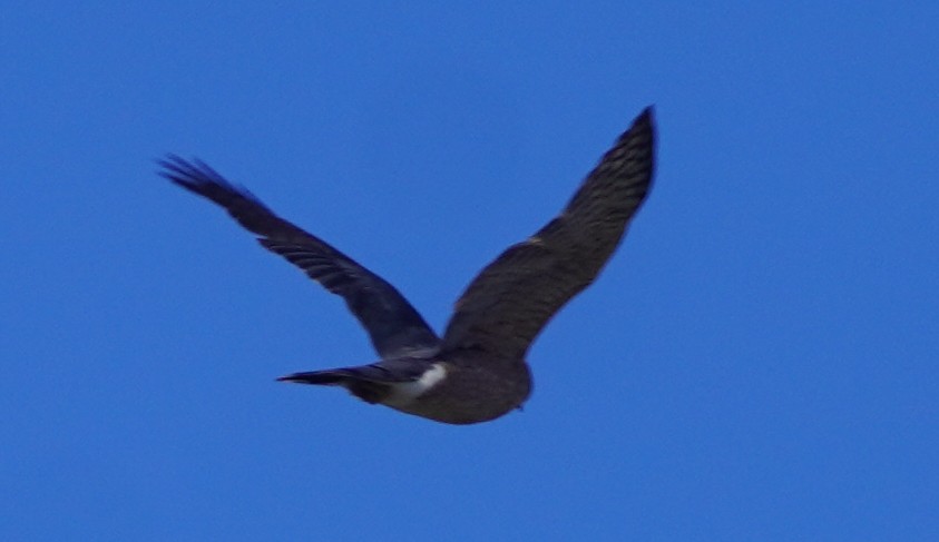 Cooper's Hawk - ML645961805