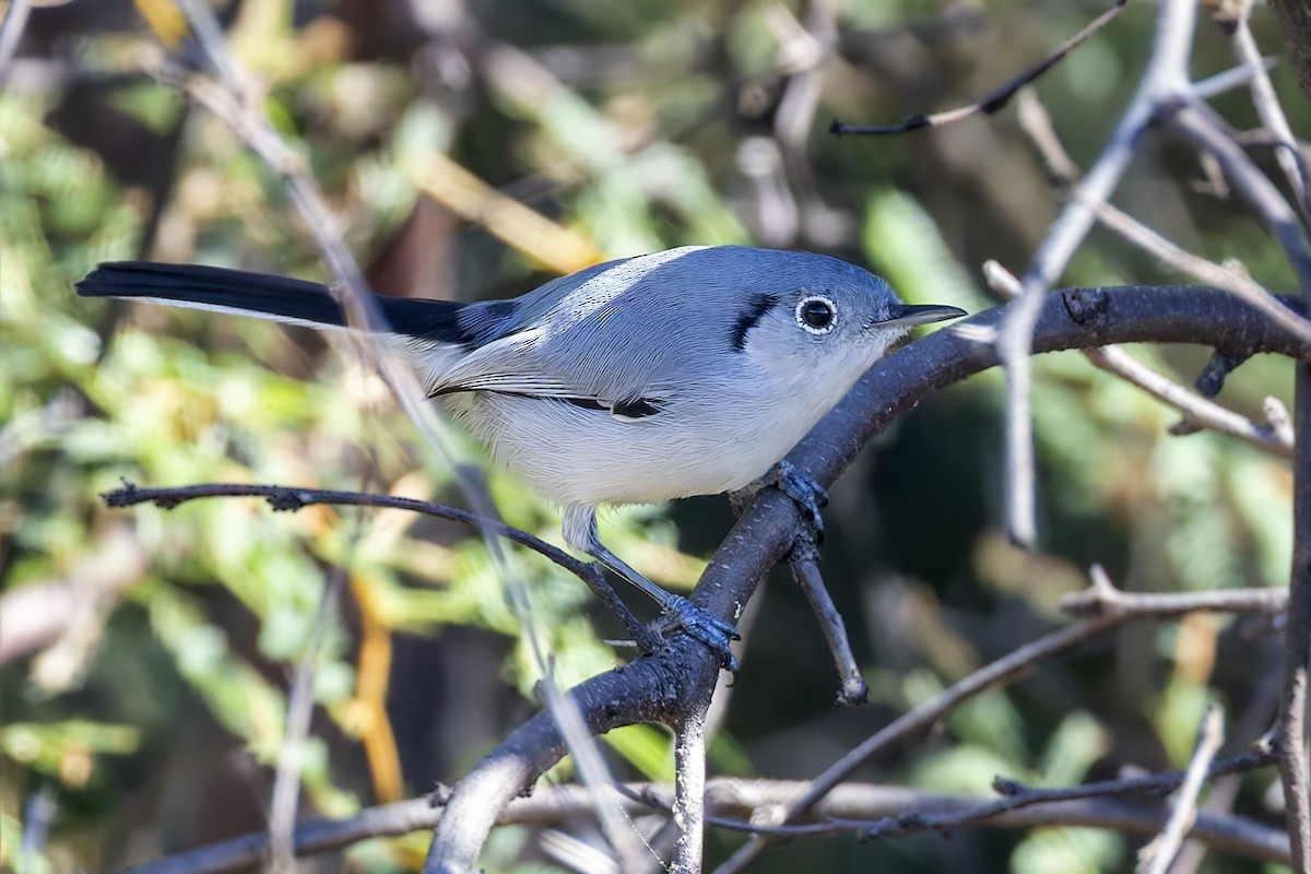 Cuban Gnatcatcher - ML645961818