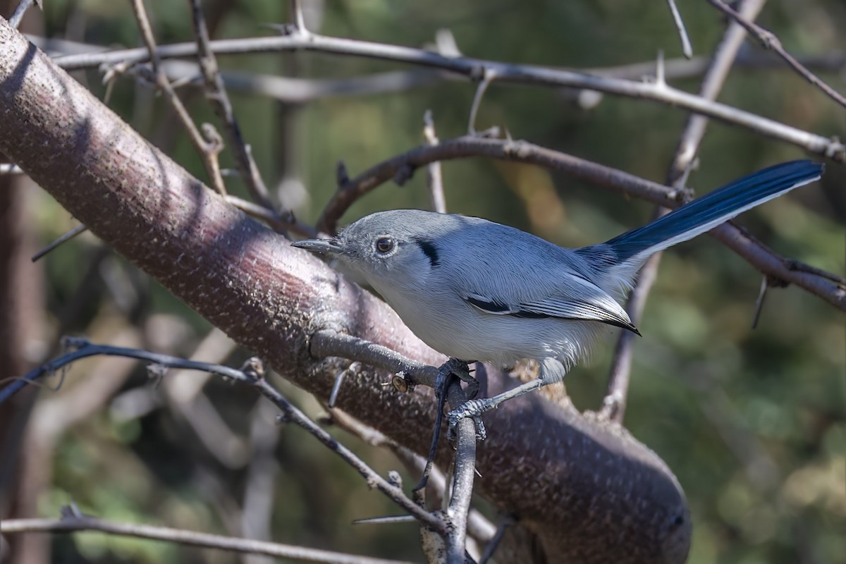 Cuban Gnatcatcher - ML645961819