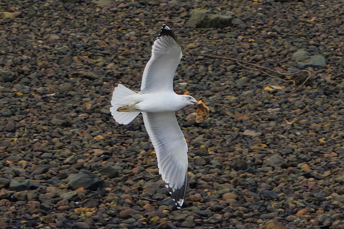 Yellow-legged Gull - ML645961820