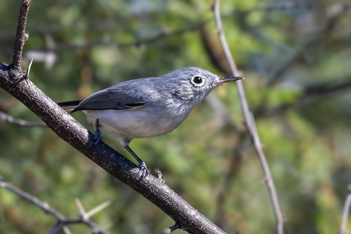 Blue-gray Gnatcatcher - ML645961821