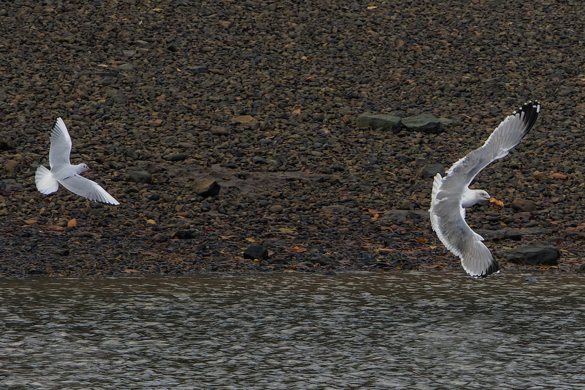 Yellow-legged Gull - ML645961826