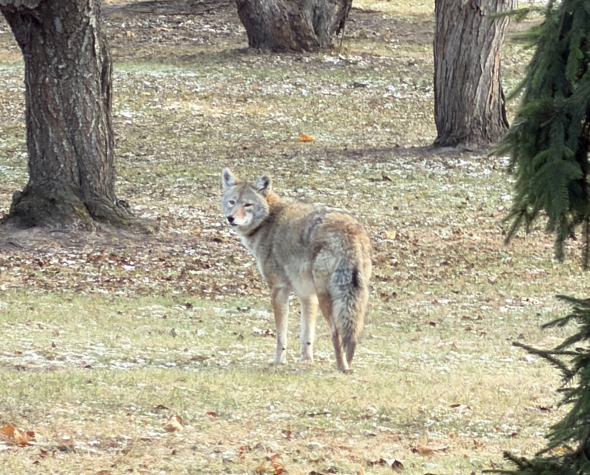 Coyote - ML645961932