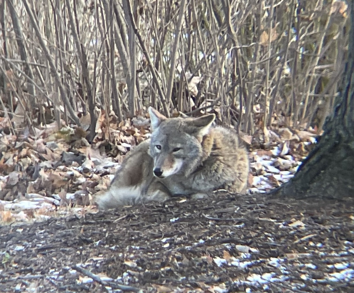 Coyote - ML645961934