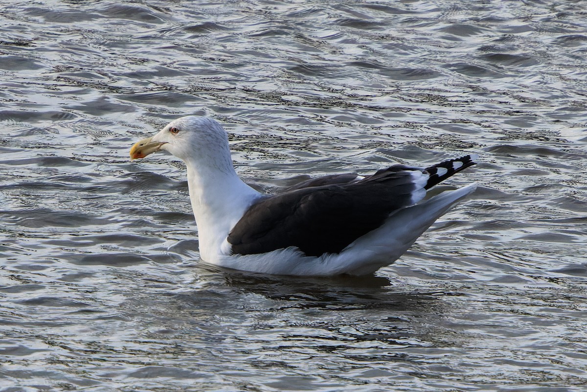 Great Black-backed Gull - ML645961974