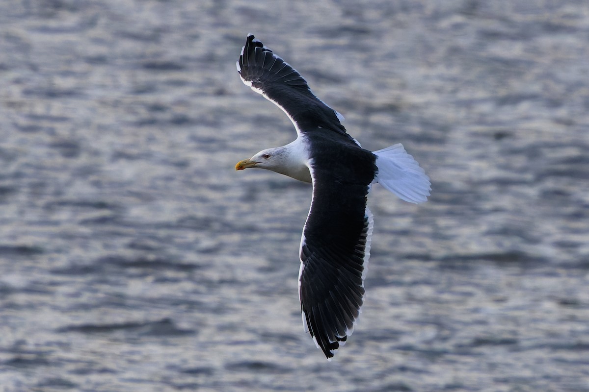 Great Black-backed Gull - ML645962033