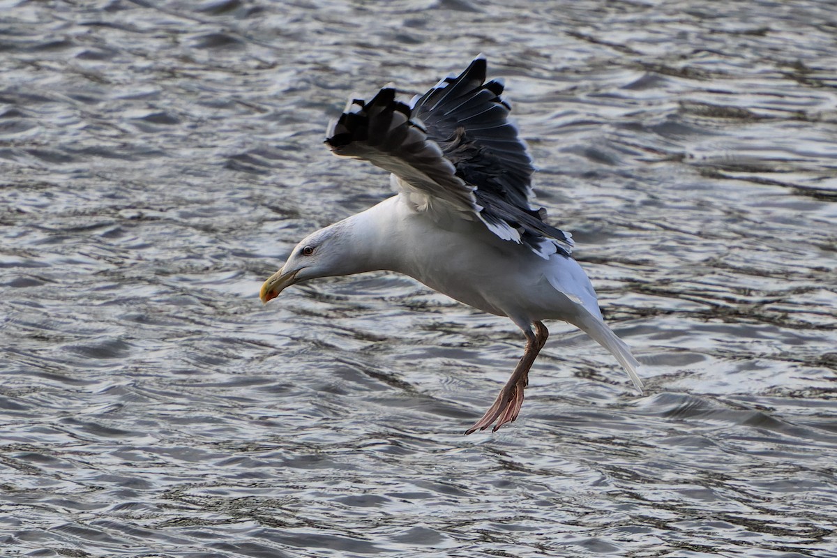 Great Black-backed Gull - ML645962066