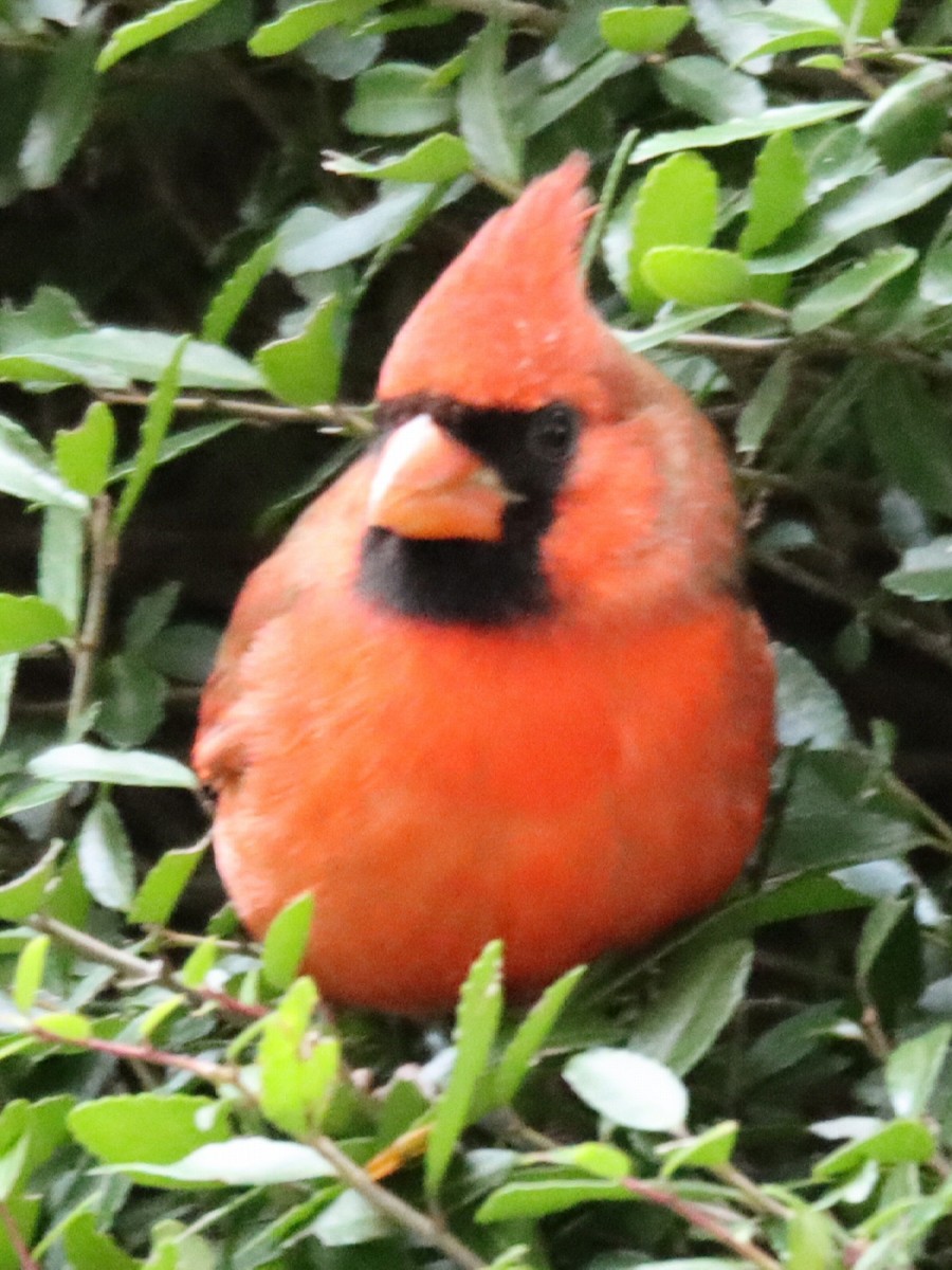 Northern Cardinal - ML645962083