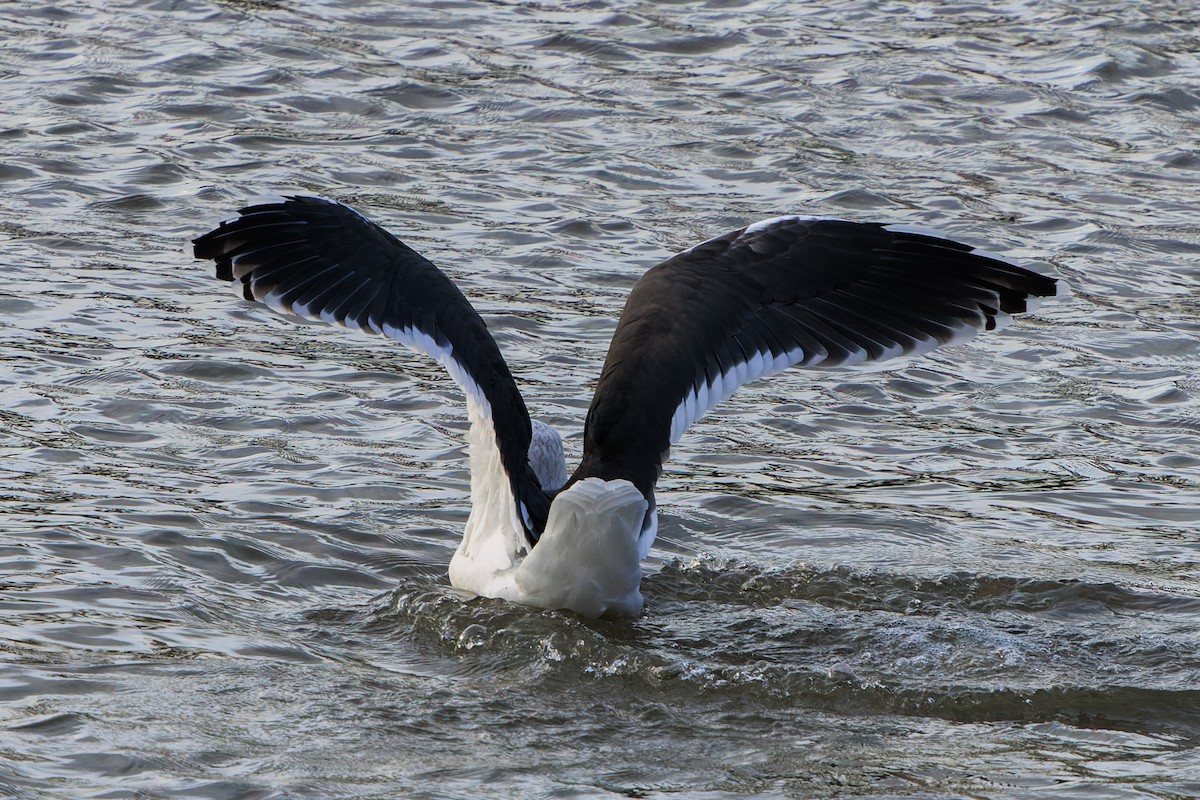 Great Black-backed Gull - ML645962088