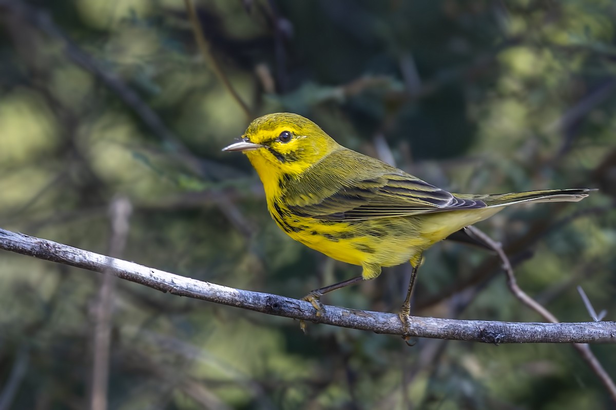 Prairie Warbler - ML645962091