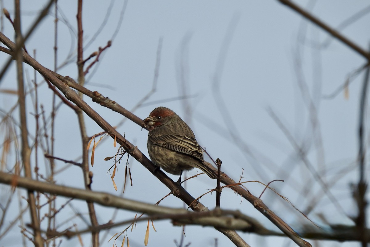 House Finch - ML645962143