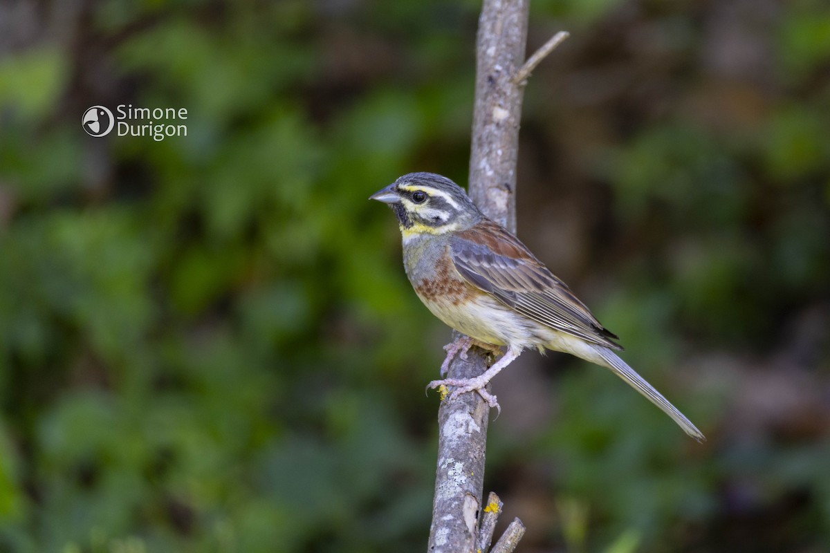 Cirl Bunting - ML645962161