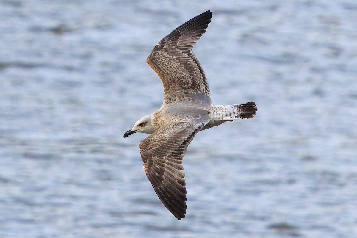 Yellow-legged Gull - ML645962163