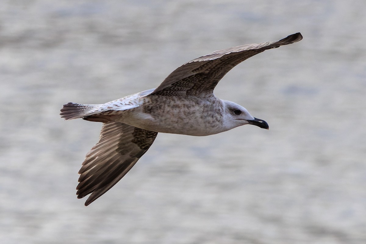 Yellow-legged Gull - ML645962164
