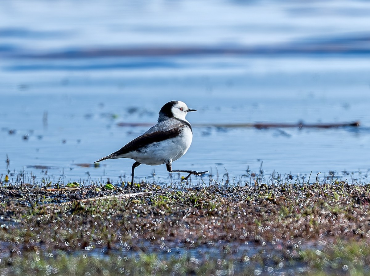 White-fronted Chat - ML645962165