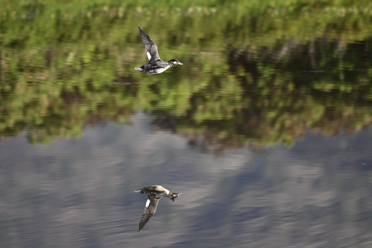 Bufflehead - ML645962166