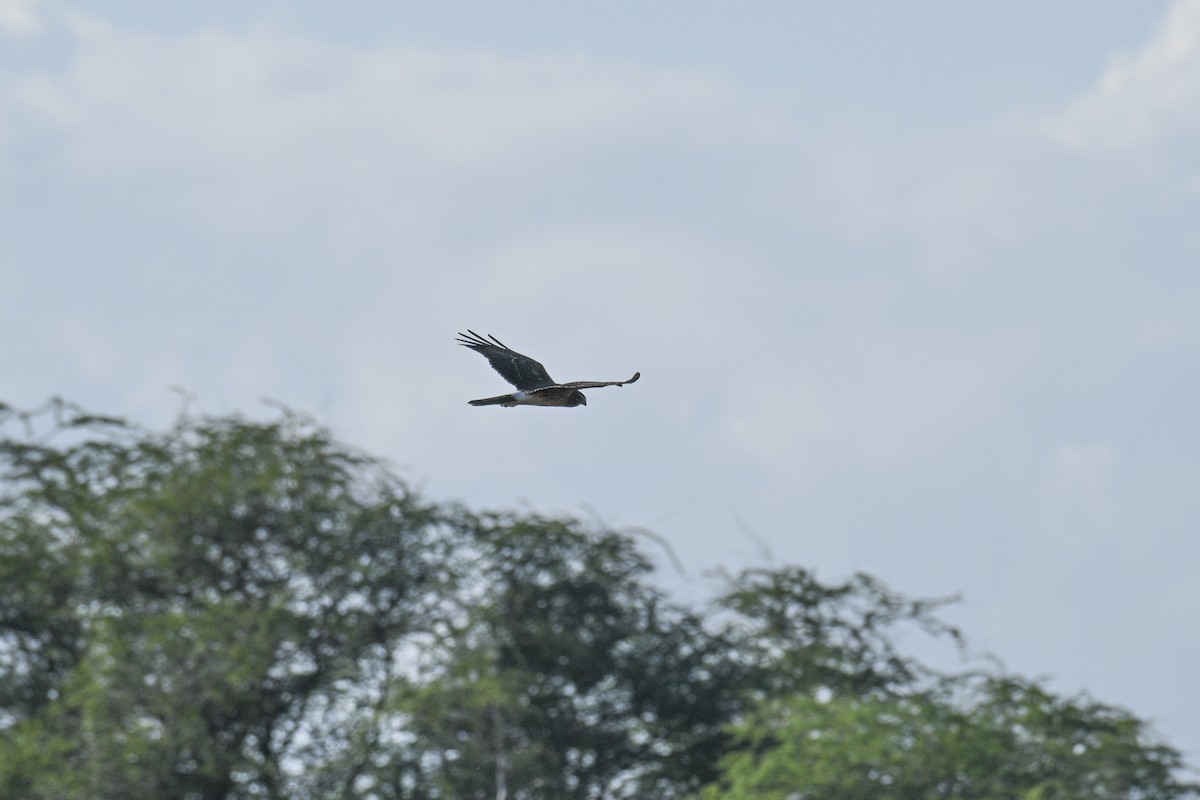 Northern Harrier - ML645962169