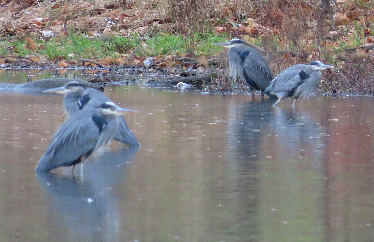 Great Blue Heron - ML645962173