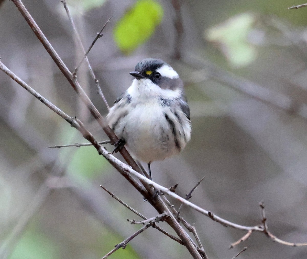 Black-throated Gray Warbler - ML645962174