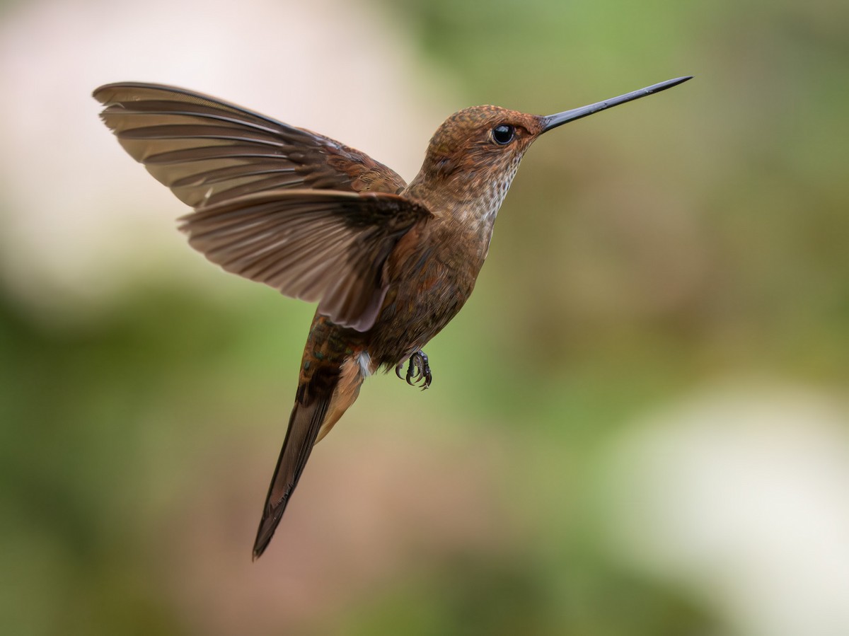 Bronzy Inca - ML645962176