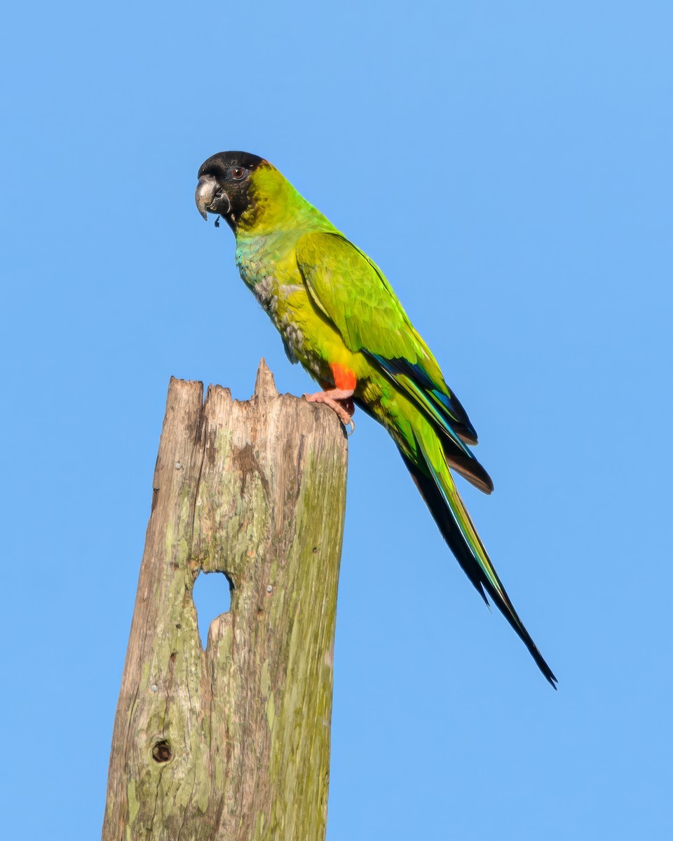 Nanday Parakeet - ML645962177