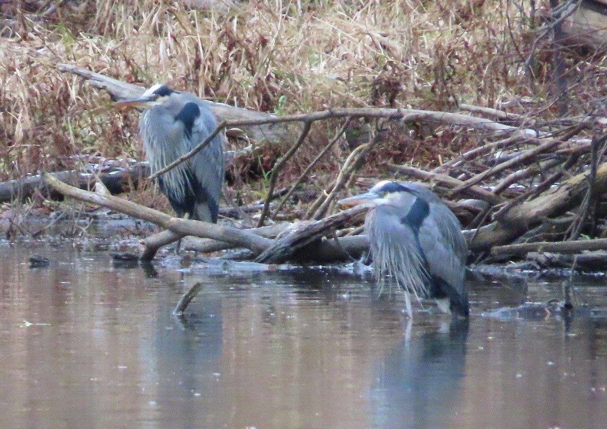Great Blue Heron - ML645962178