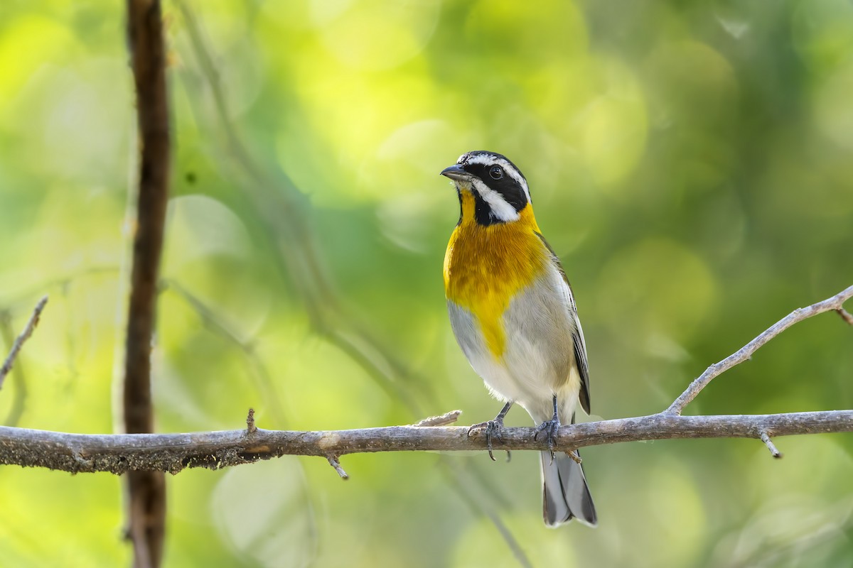 Western Spindalis (Cuban) - ML645962179