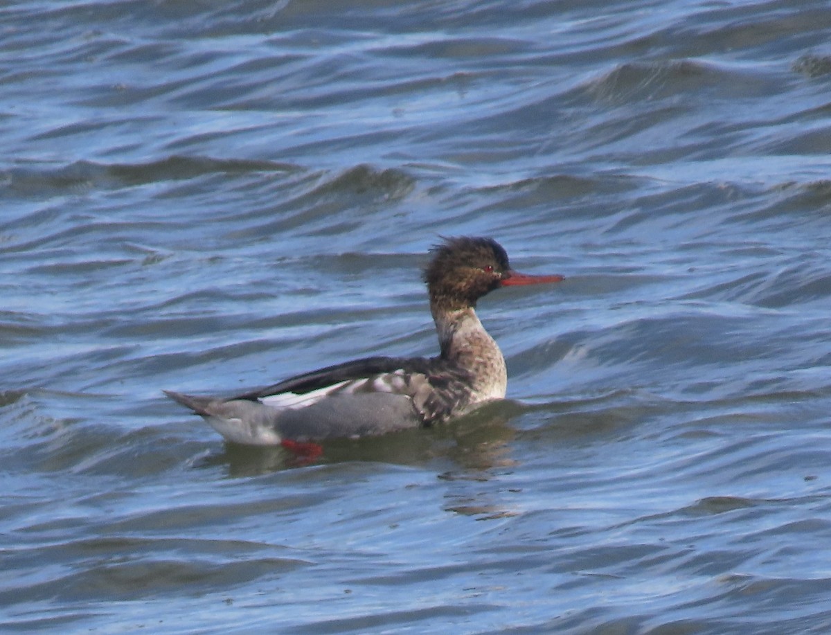 Red-breasted Merganser - ML645962180