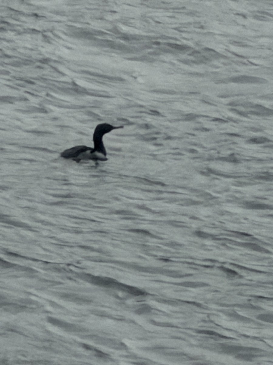Pelagic Cormorant - ML645962181