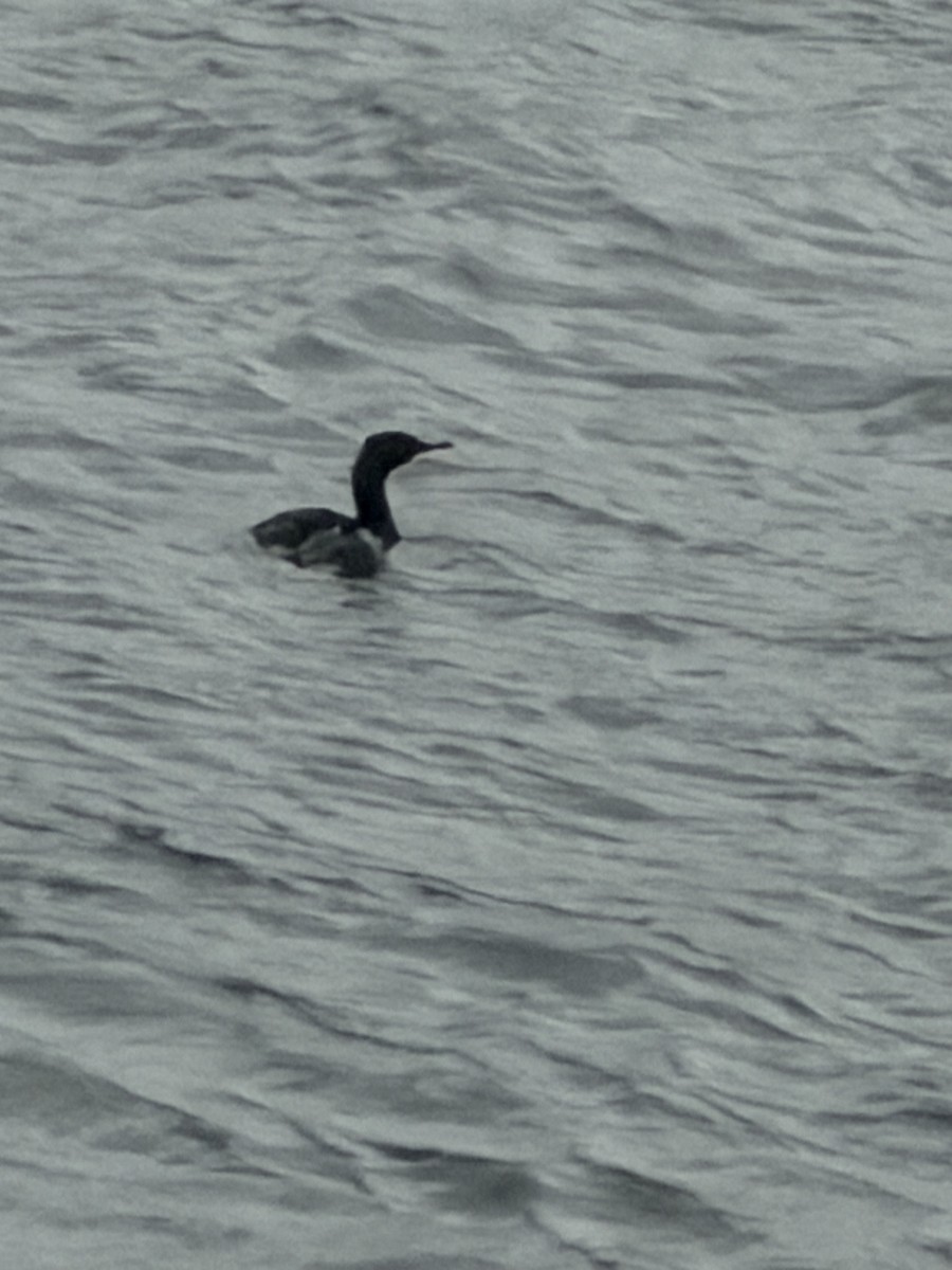 Pelagic Cormorant - ML645962182