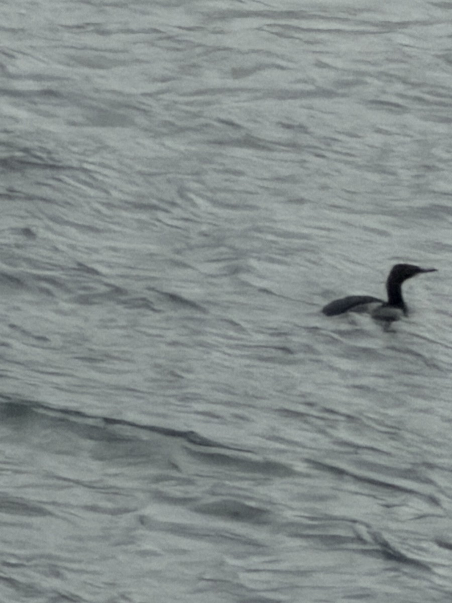 Pelagic Cormorant - ML645962183