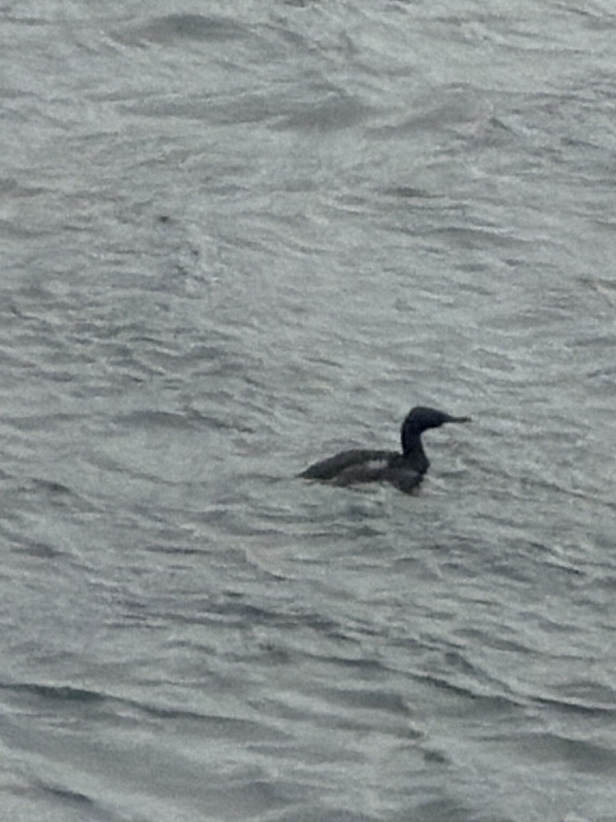 Pelagic Cormorant - ML645962184