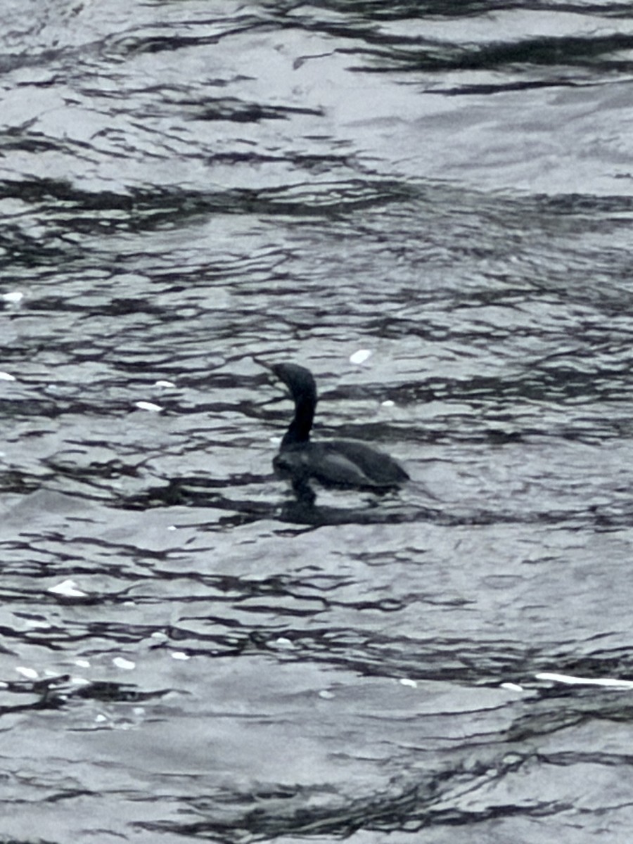 Pelagic Cormorant - ML645962185
