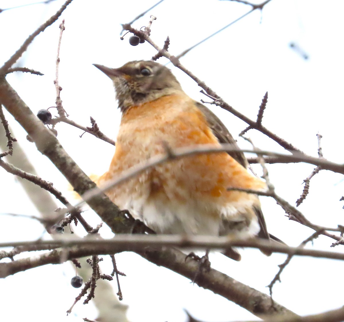 American Robin - ML645962186