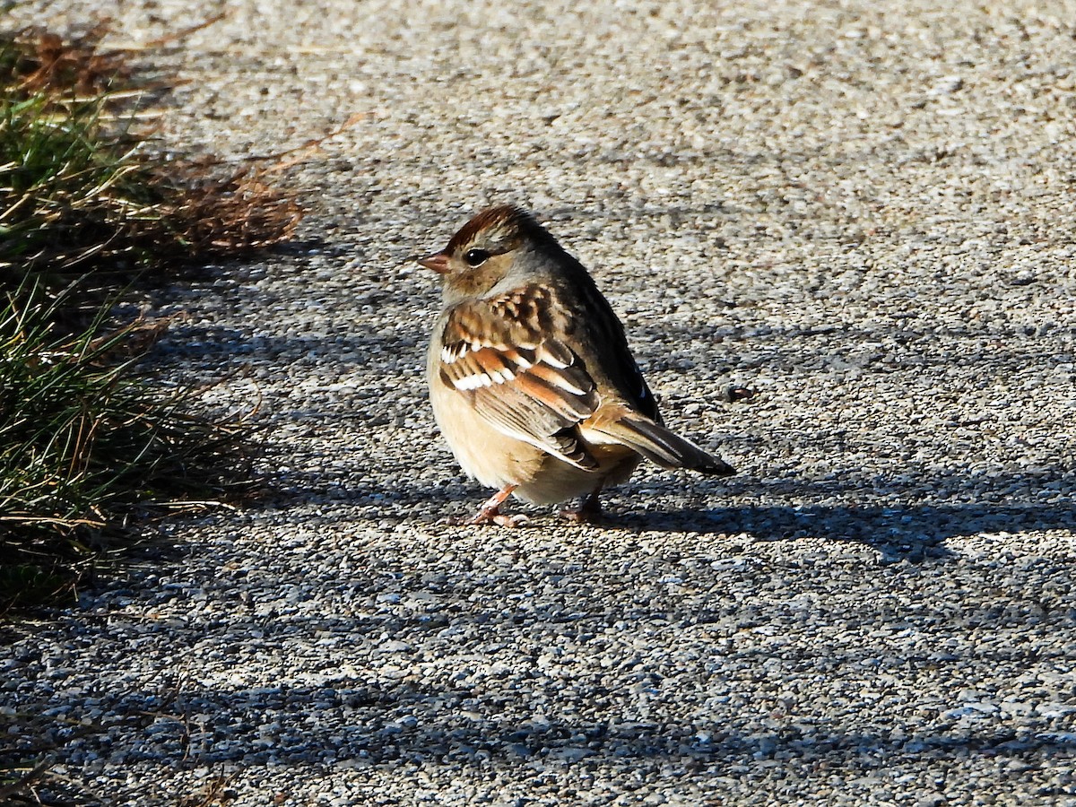 White-crowned Sparrow - ML645962187