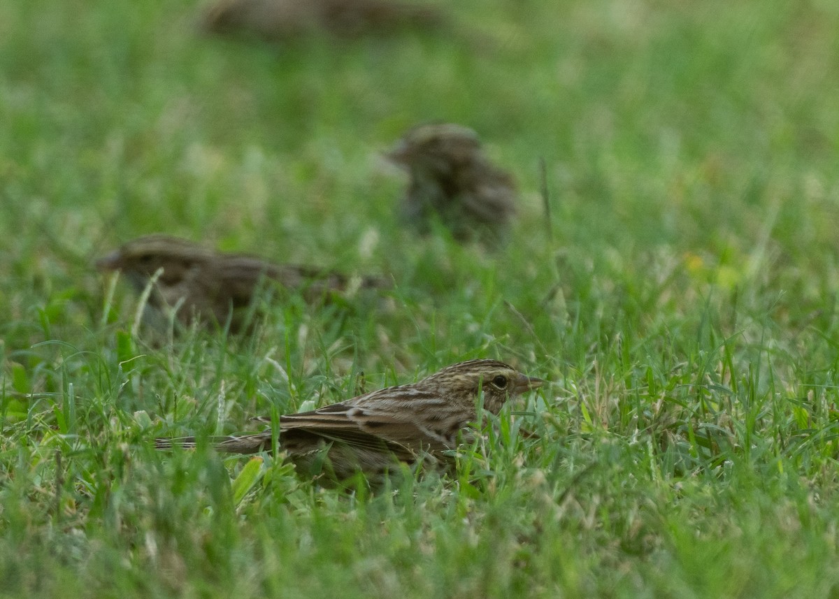 Savannah Sparrow - ML645962188