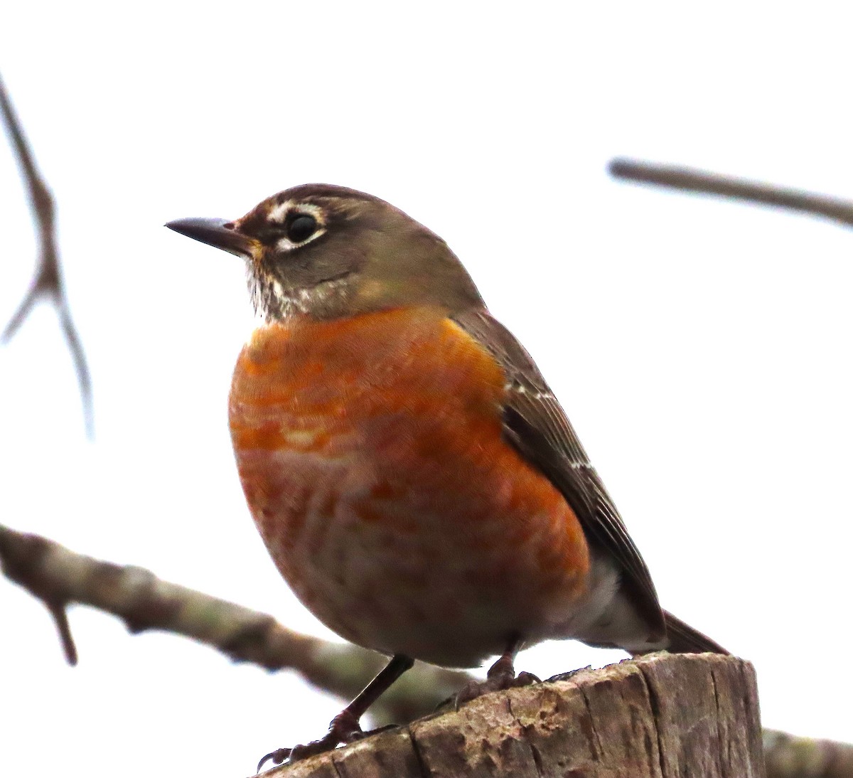 American Robin - ML645962189