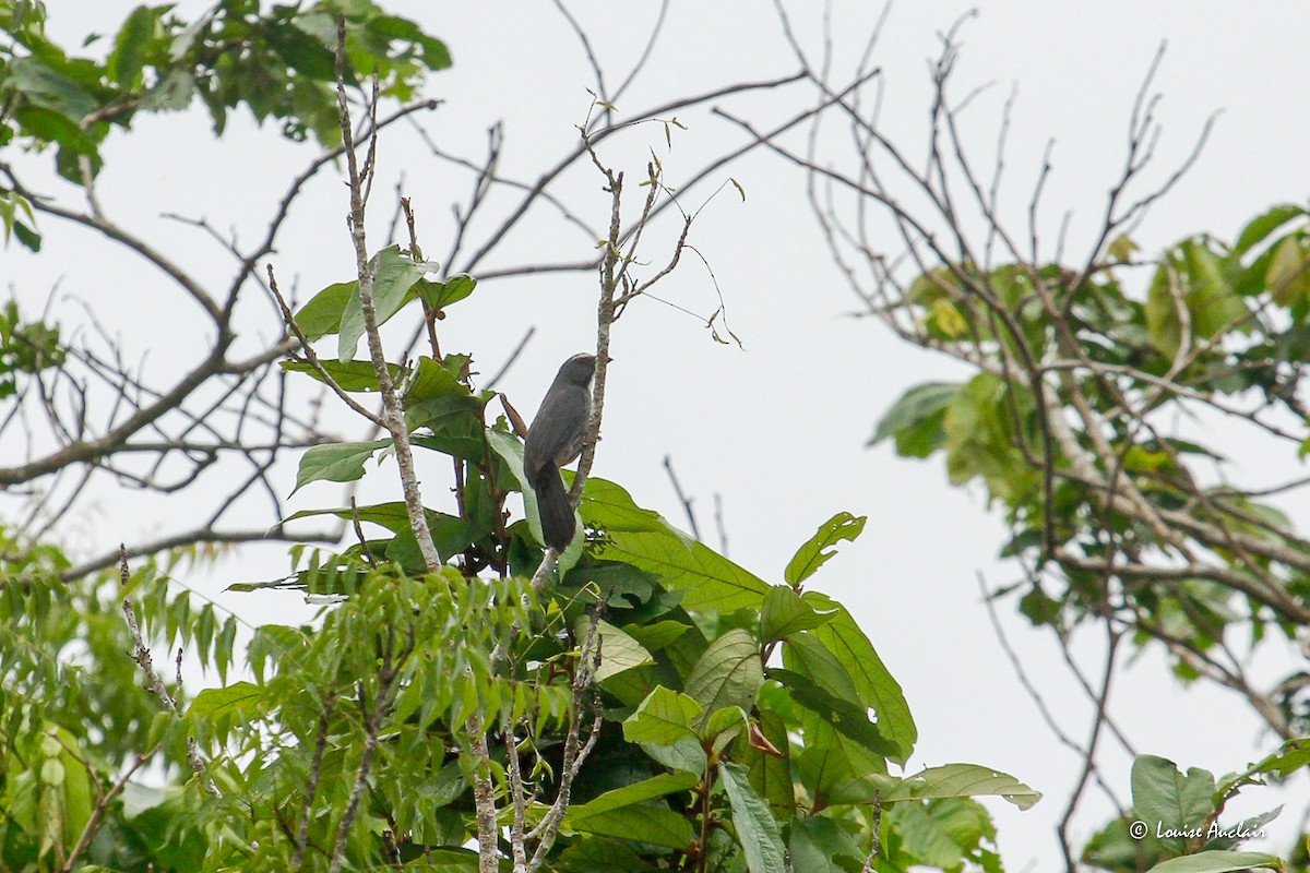 Bluish-gray Saltator - ML645962190