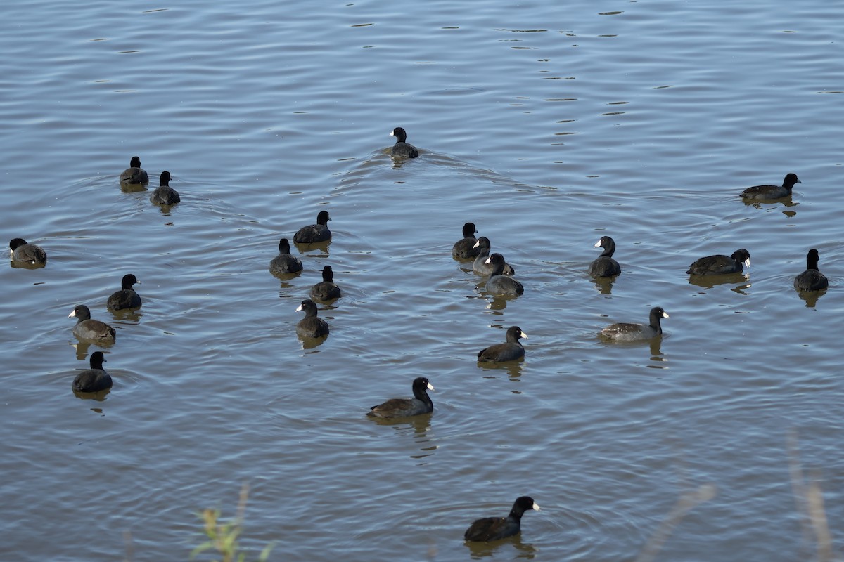 American Coot - ML645962193