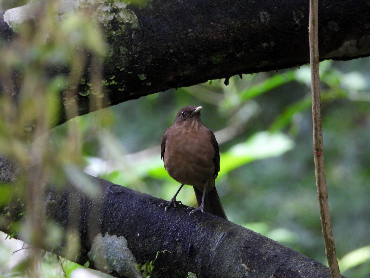 Clay-colored Thrush - ML645962194